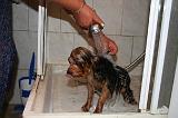 BAIN - YORKSHIRE TERRIER 102